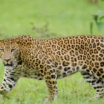 The Siasat News - Images